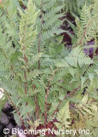 Athyrium filix-femina 'Lady in Red'